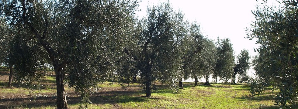 Oliveti italiani